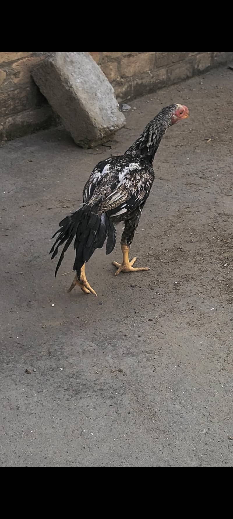 peroot beak aseel 1