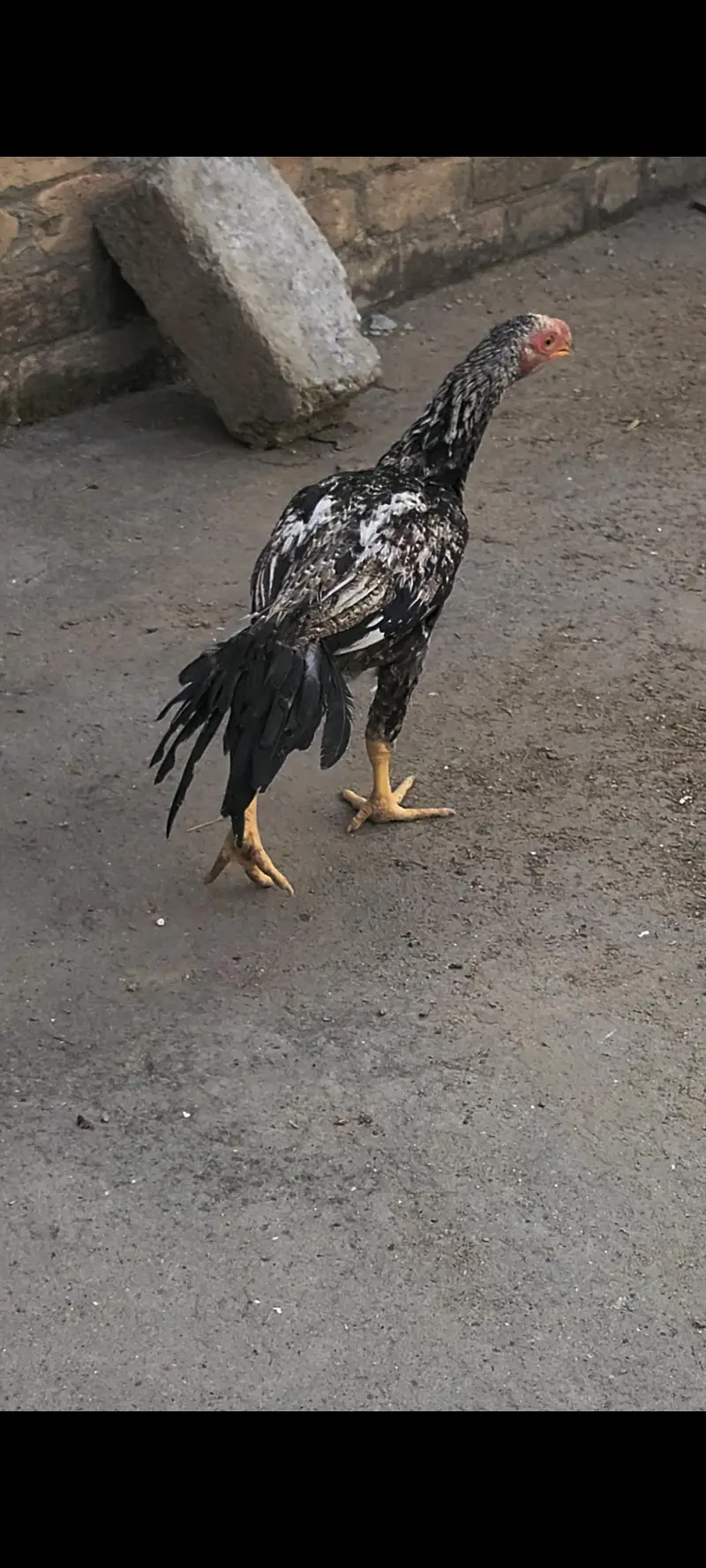 peroot beak aseel — photo 2