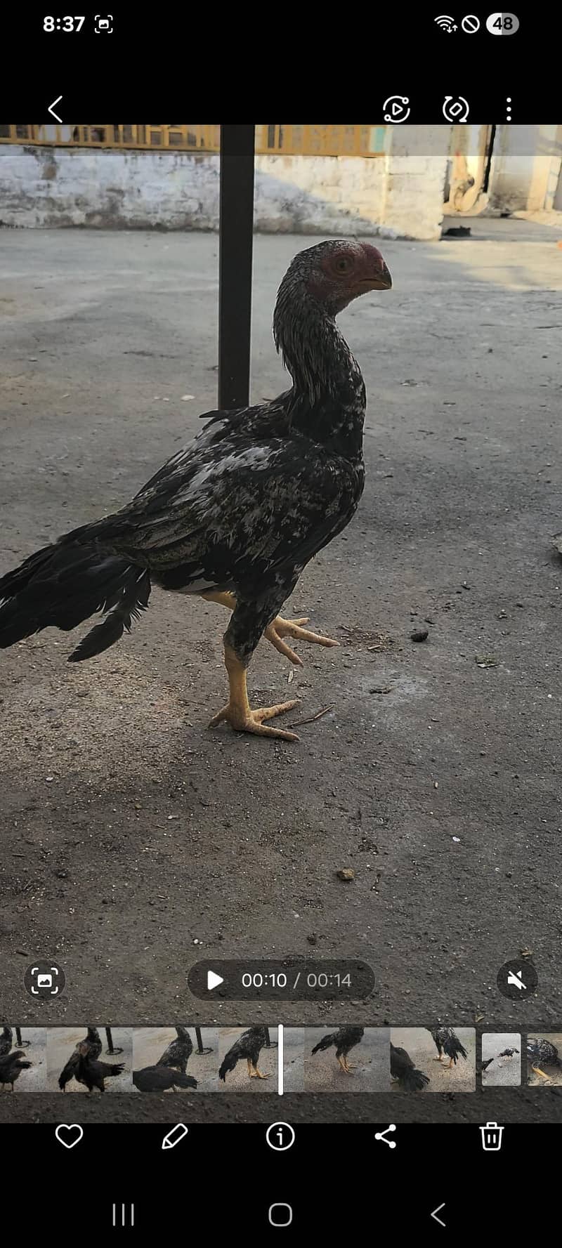 peroot beak aseel 2