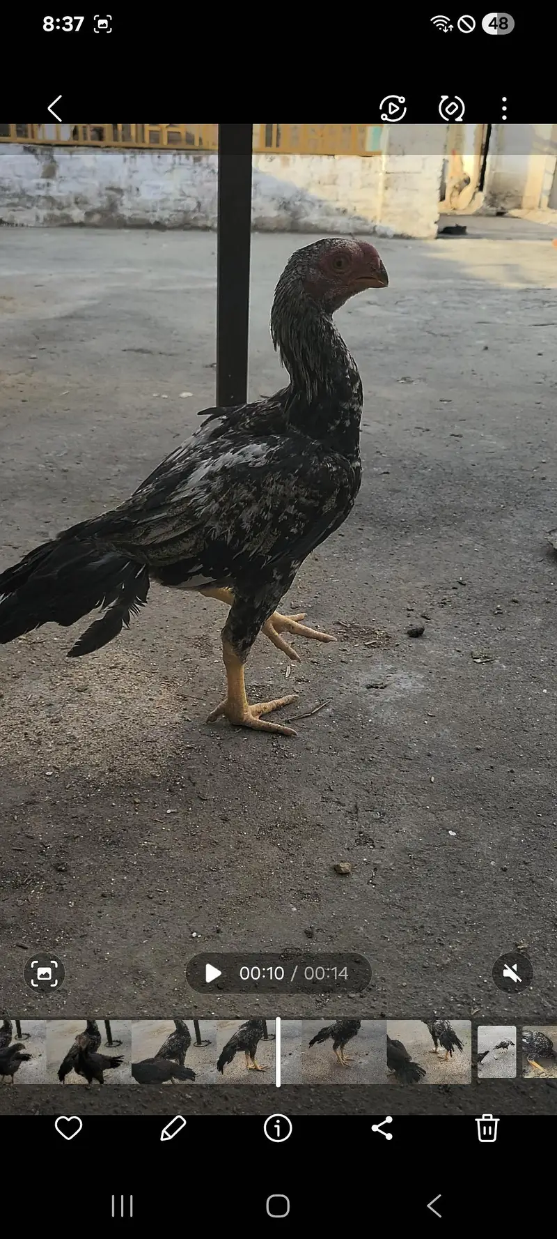 peroot beak aseel — photo 3