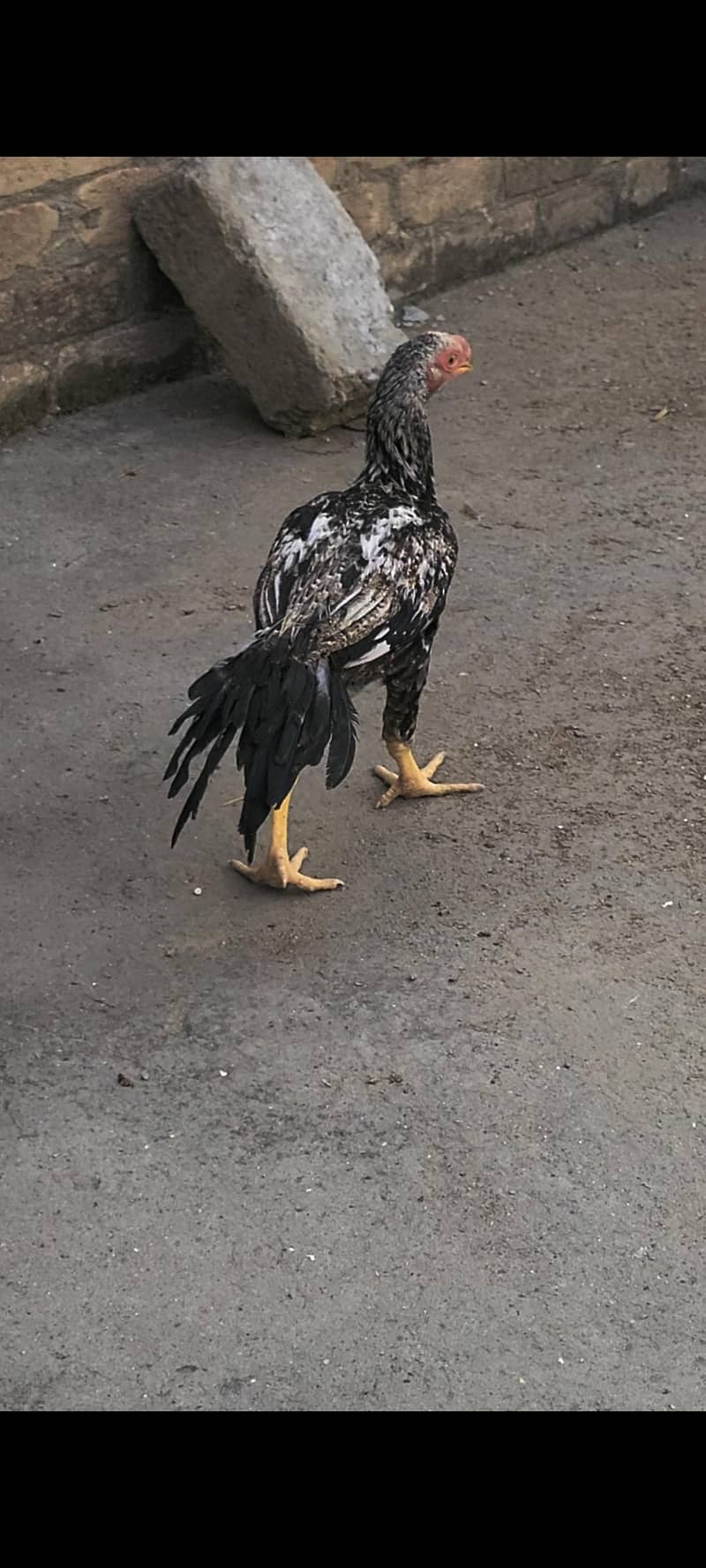 peroot beak aseel 3
