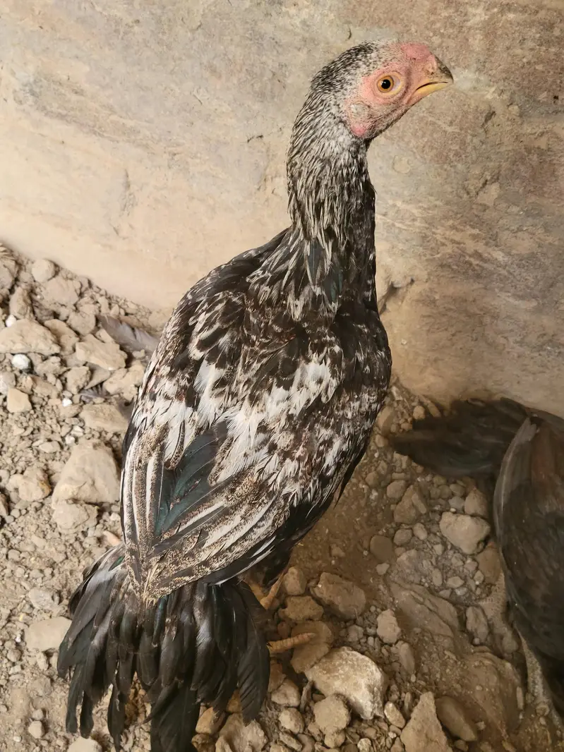 peroot beak aseel — photo 5