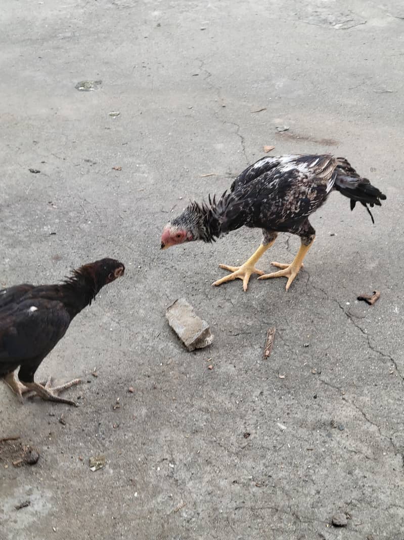 peroot beak aseel 5