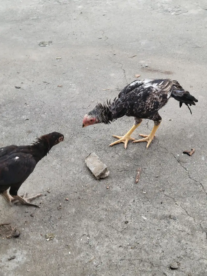 peroot beak aseel — photo 6
