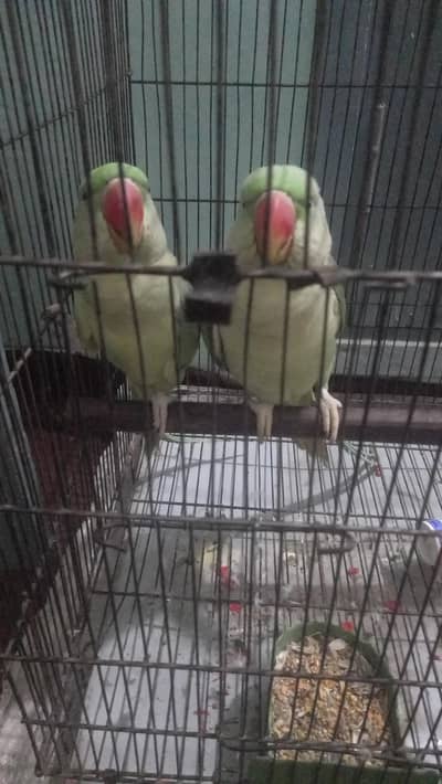 kashmiri raw home breed quantity 03