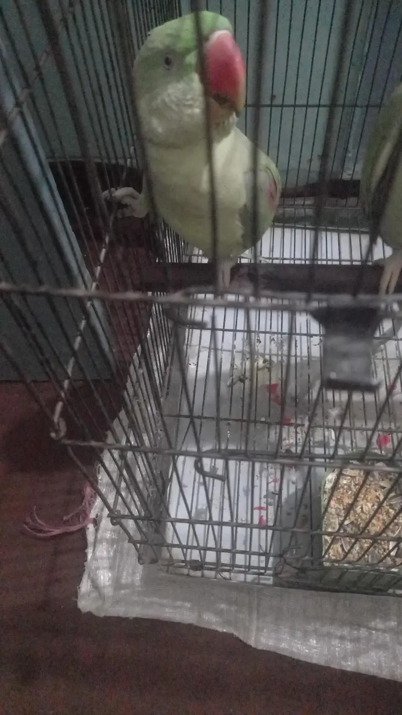 kashmiri raw home breed quantity 03 — photo 2