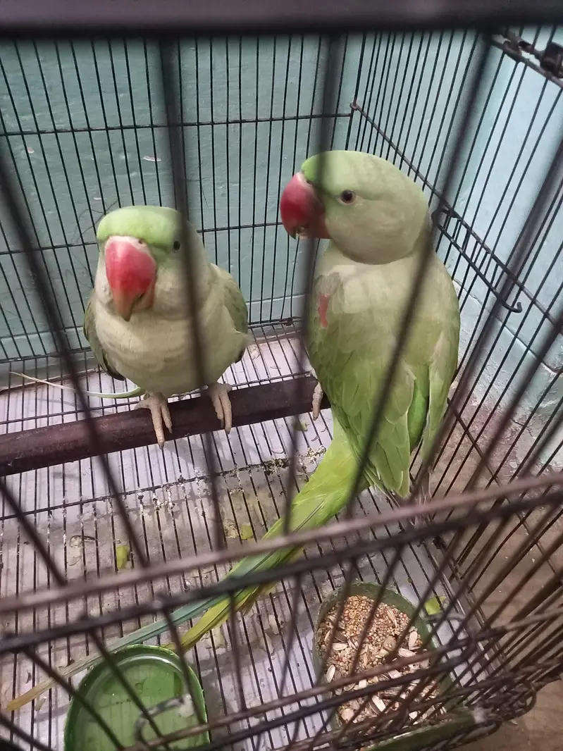 kashmiri raw home breed quantity 03 — photo 3