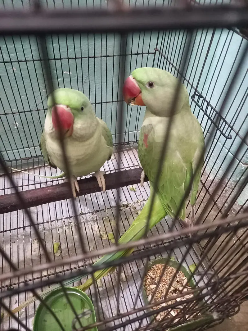 kashmiri raw home breed quantity 03 — photo 4
