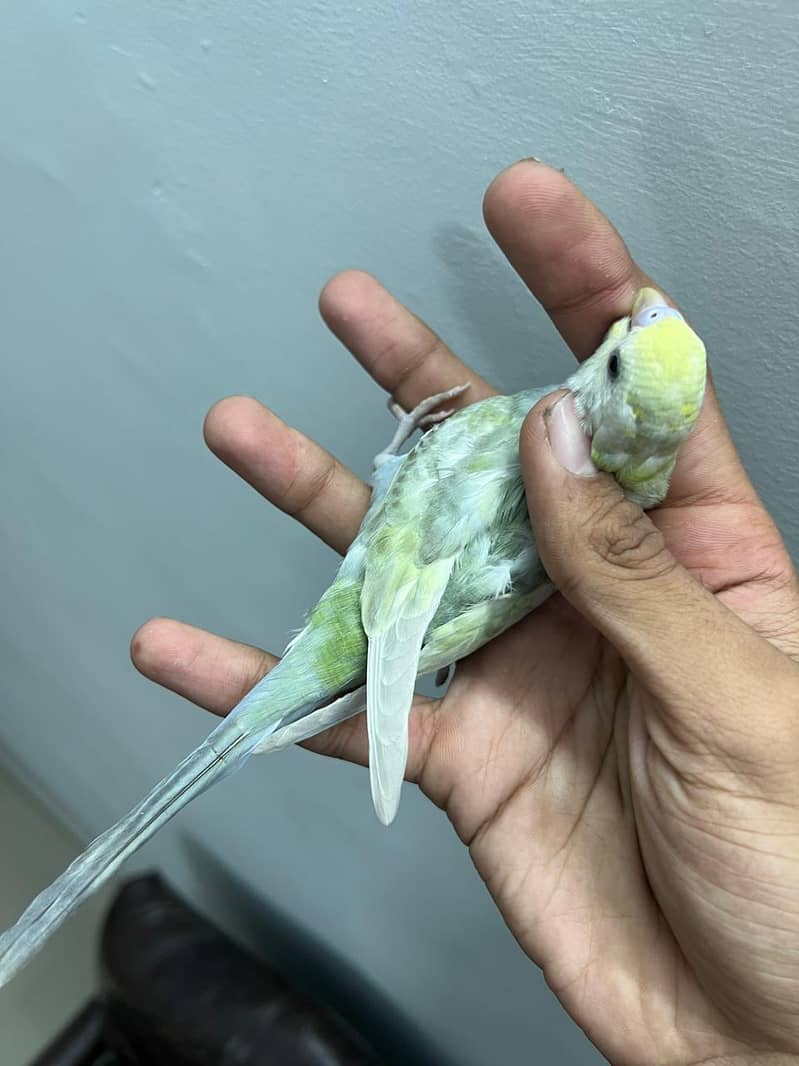 Rainbow budjies 5