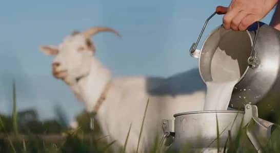 Goat milk 100% pure