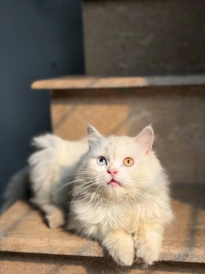 Persian kitten for sale