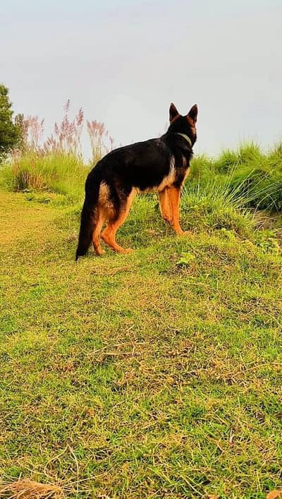 German Shepherd