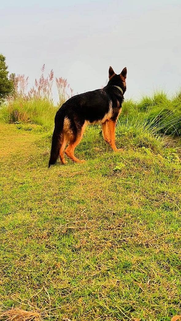 German Shepherd 0