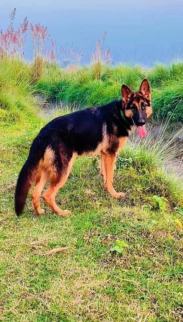 German Shepherd 1