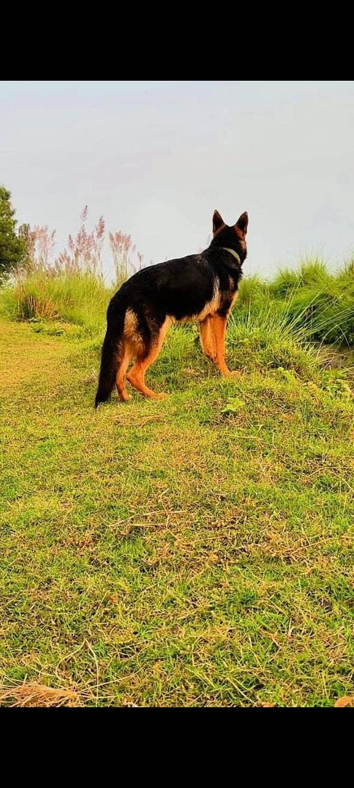 German Shepherd 2