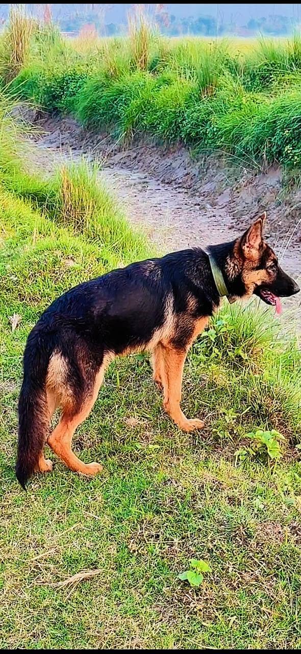 German Shepherd 3
