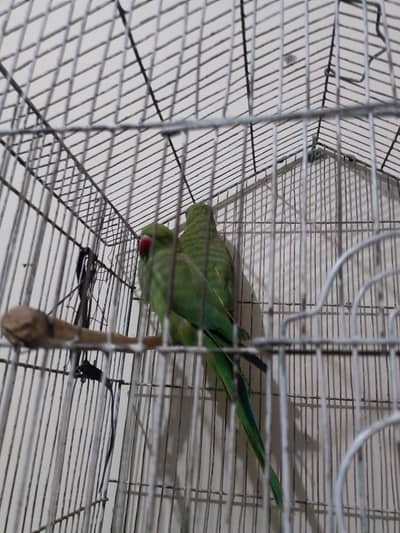 green parrot pair for sale