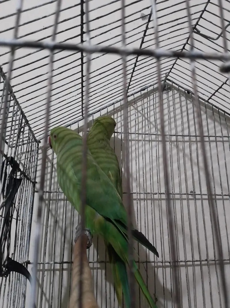 green parrot pair for sale — photo 2