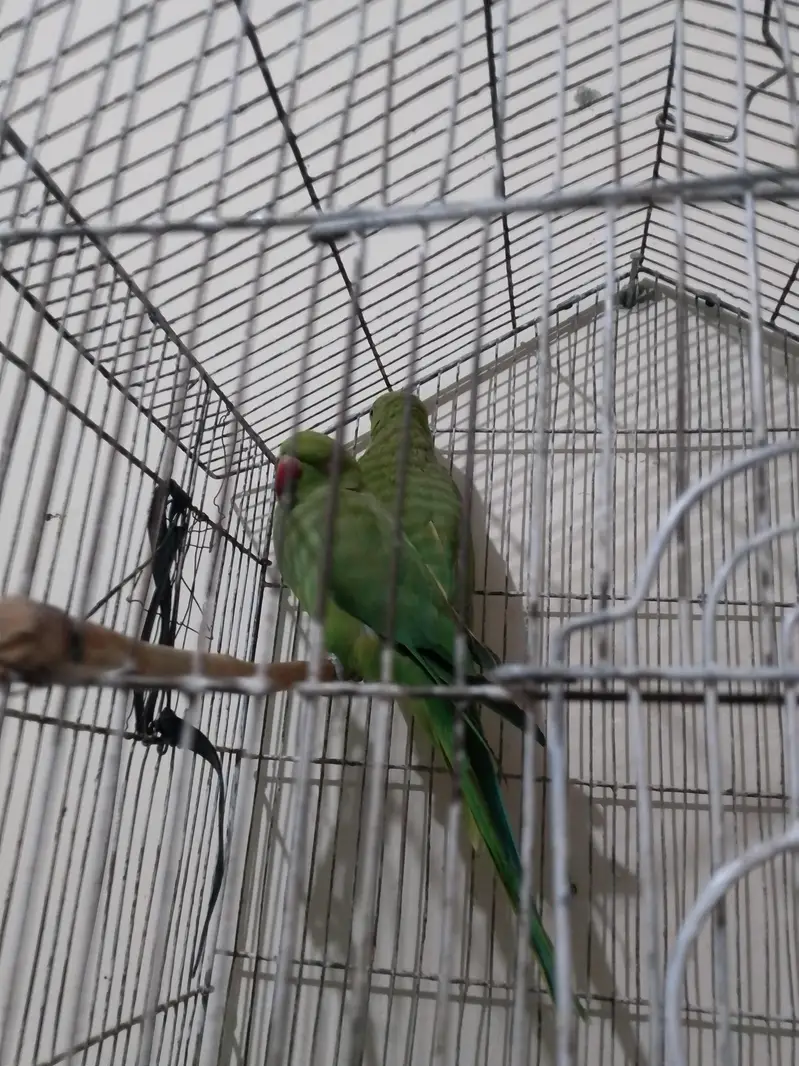 green parrot pair for sale — photo 3