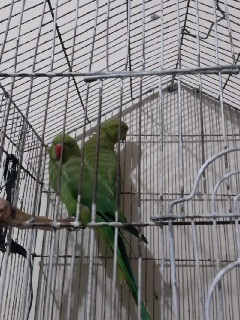 green parrot pair for sale — photo 4