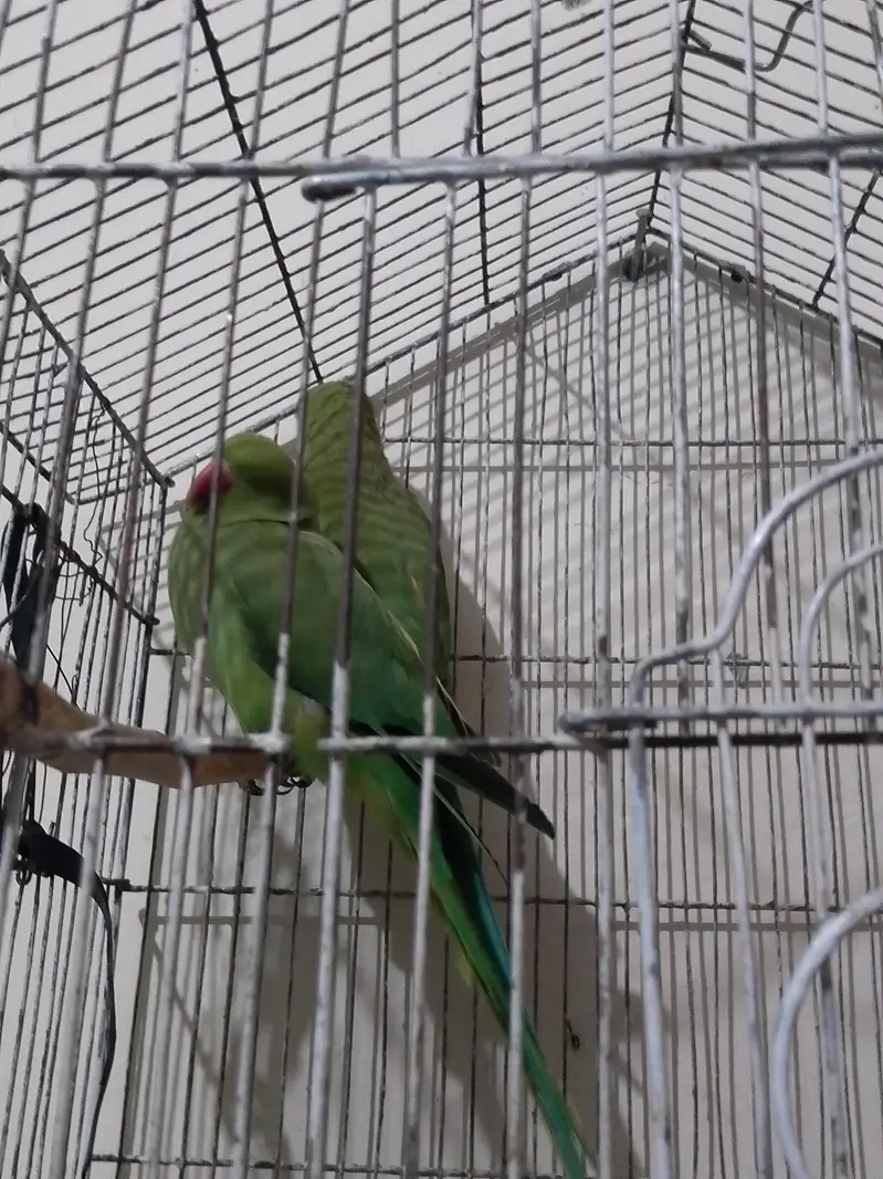 green parrot pair for sale — photo 5
