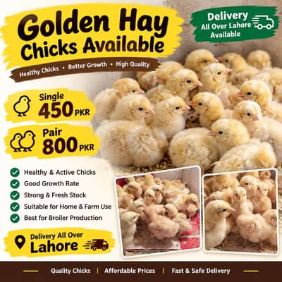 Golden buff heavy chicks for sale Rs-450