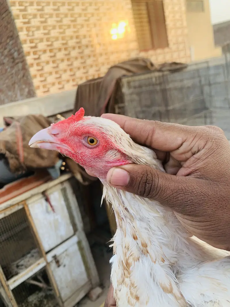 Pure Aseel patha for sale homebreed and pure Hera Mandi for sale — photo 7
