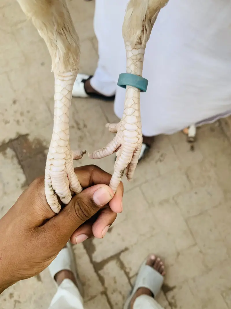 Pure Aseel patha for sale homebreed and pure Hera Mandi for sale — photo 8