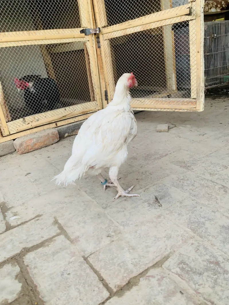 Pure Aseel patha for sale homebreed and pure Hera Mandi for sale — photo 9