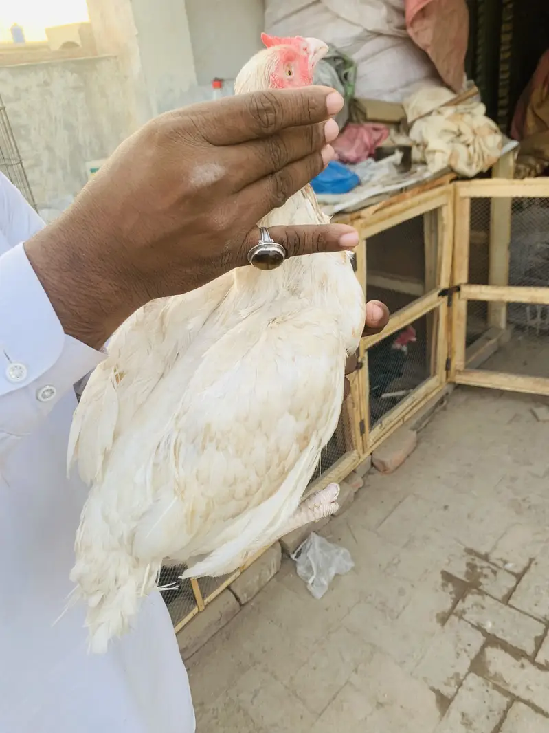 Pure Aseel patha for sale homebreed and pure Hera Mandi for sale — photo 10