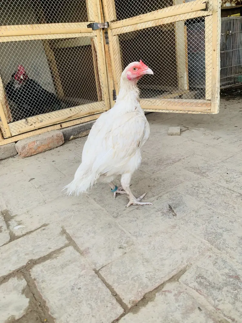 Pure Aseel patha for sale homebreed and pure Hera Mandi for sale — photo 11
