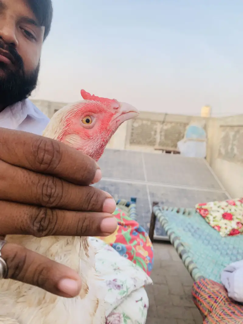 Pure Aseel patha for sale homebreed and pure Hera Mandi for sale — photo 12