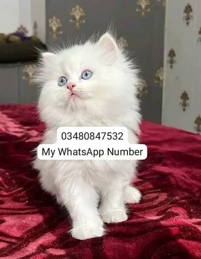 Persian kittens for sale