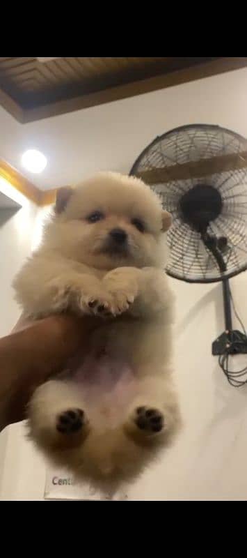 pormerion baby for sale