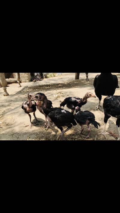 mushka Aseel  chicks & pegion baby