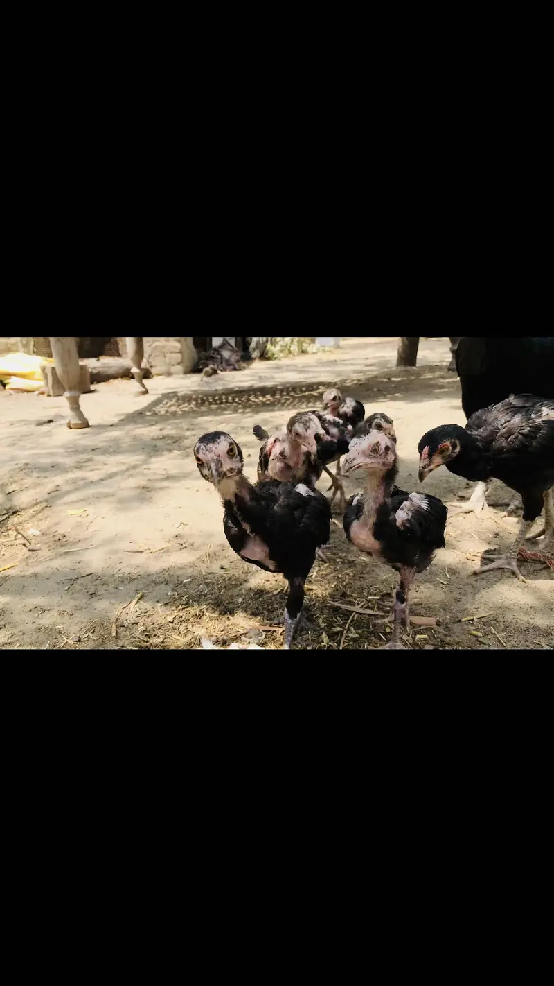 mushka Aseel  chicks & pegion baby — photo 2