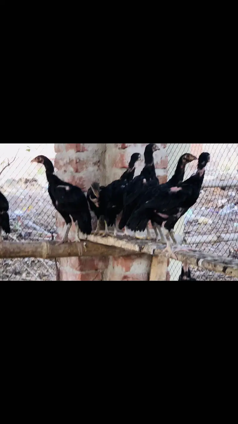 mushka Aseel  chicks & pegion baby — photo 3