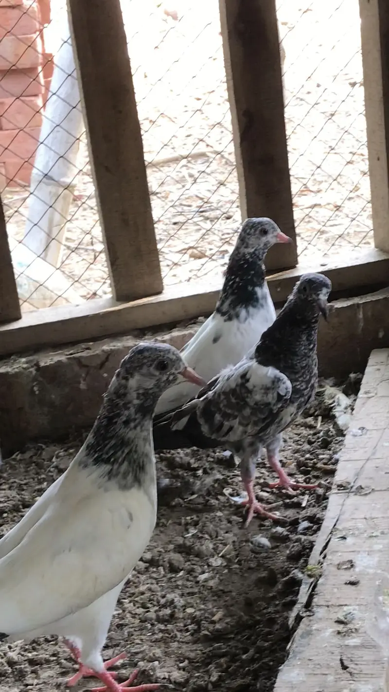 mushka Aseel  chicks & pegion baby — photo 5