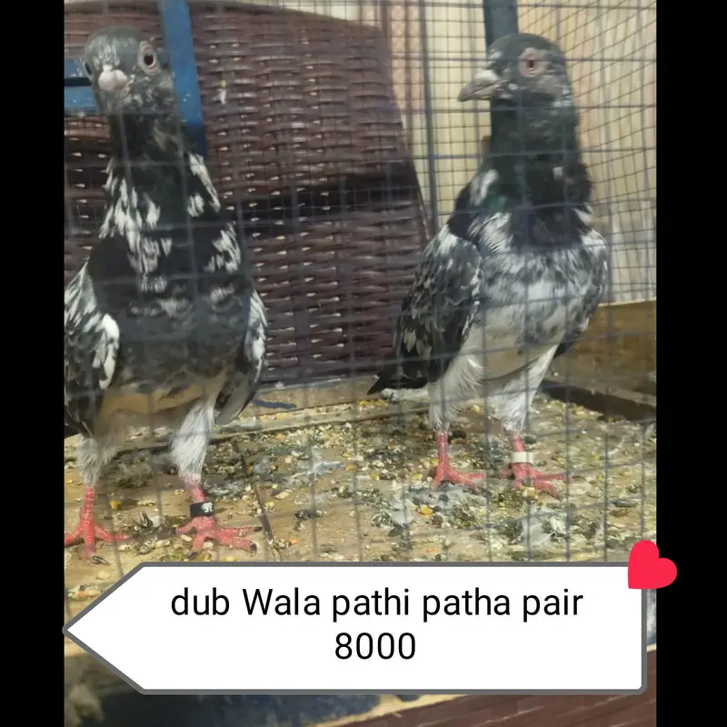dub Wala pair tadi bchy — photo 5