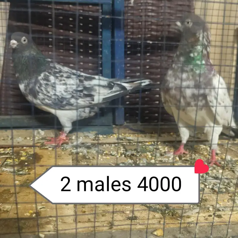 dub Wala pair tadi bchy — photo 10