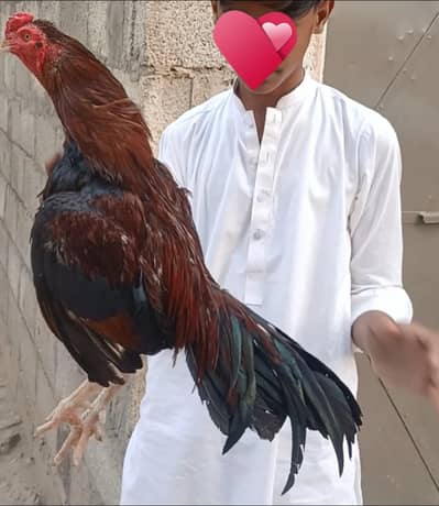 both Acha ha ,Amroha cras murga high quality