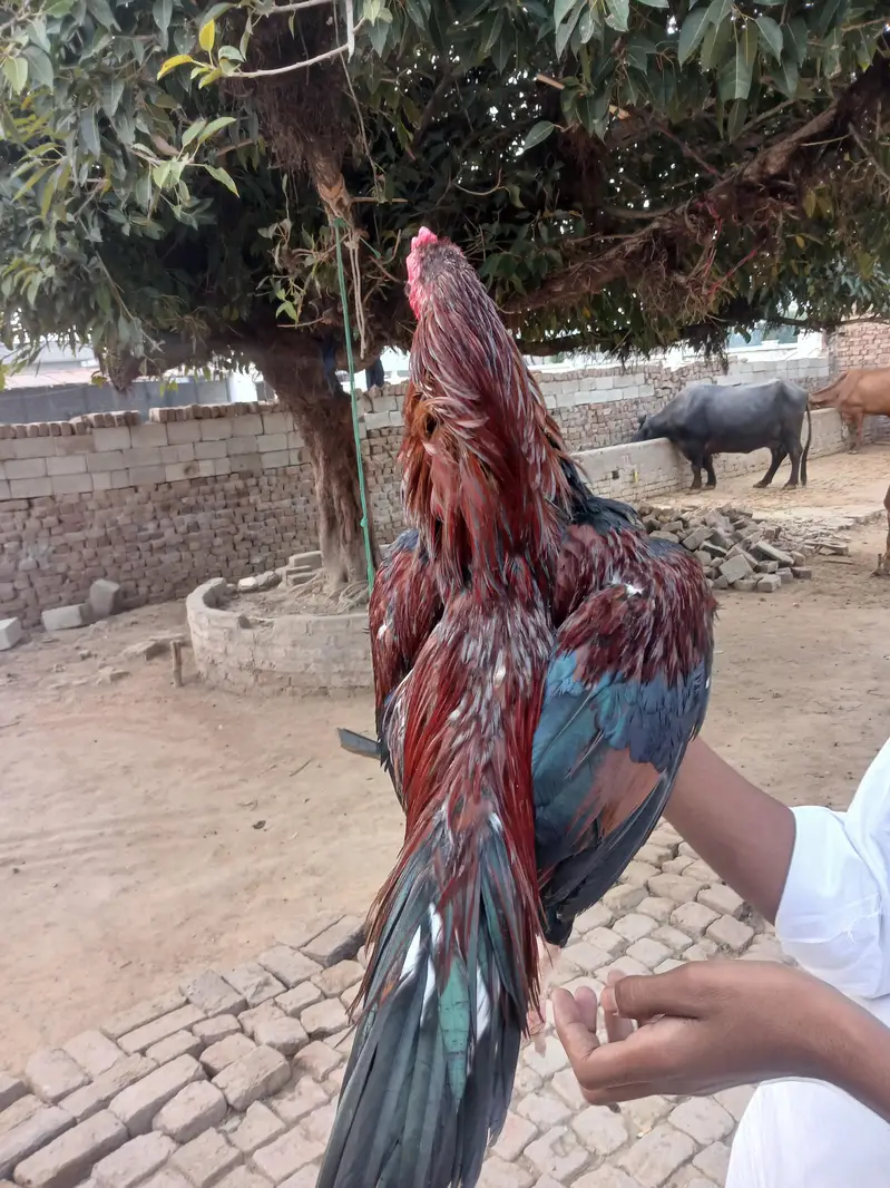 both Acha ha ,Amroha cras murga high quality — photo 2