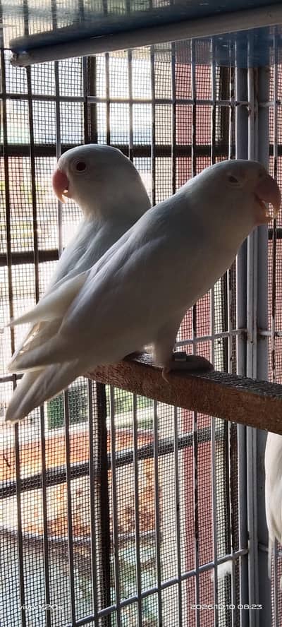 BiG BirDs