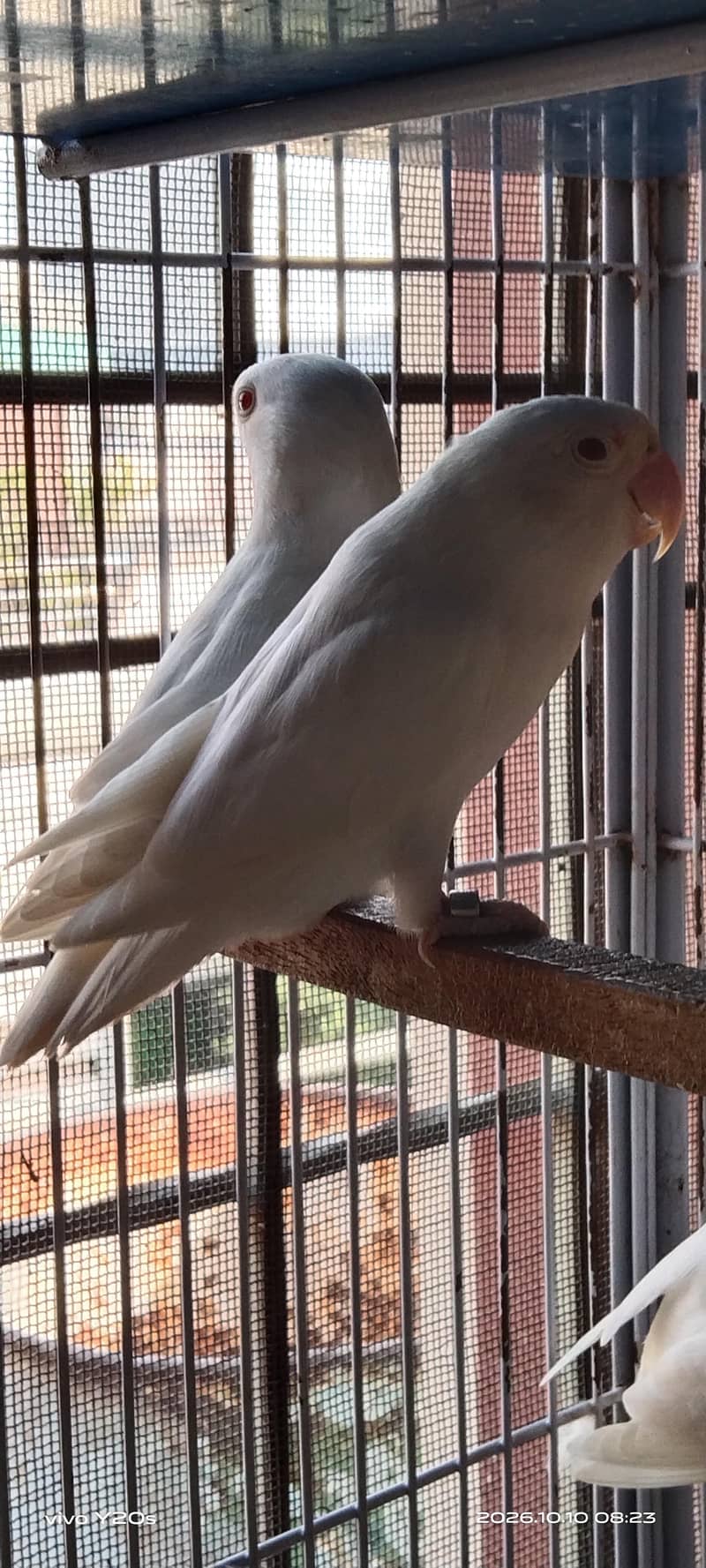 BiG BirDs 1