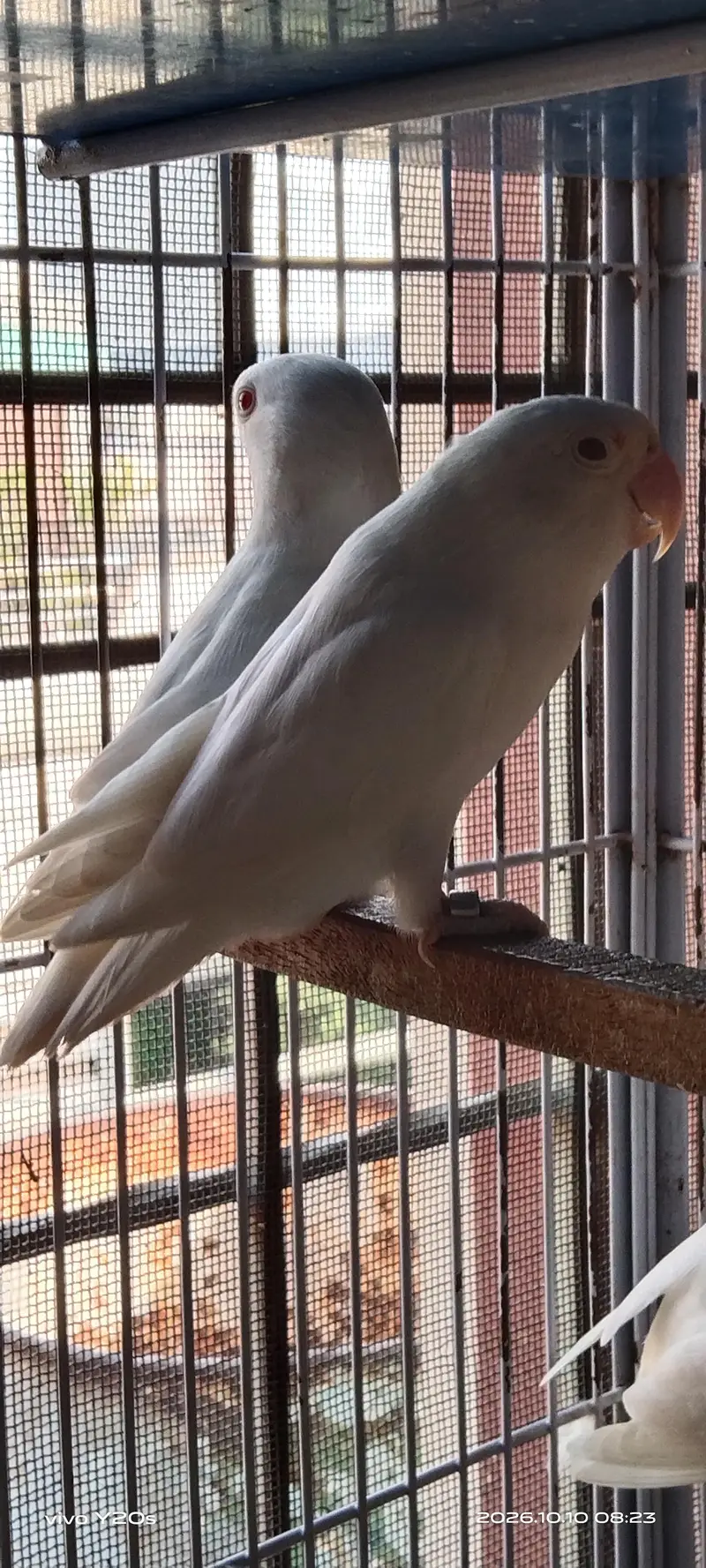 BiG BirDs — photo 2