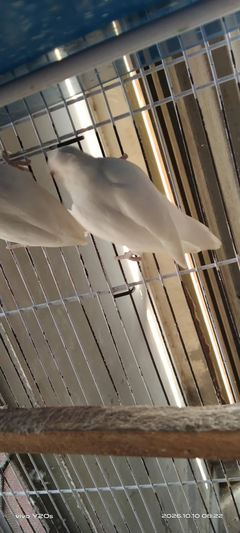 BiG BirDs 2