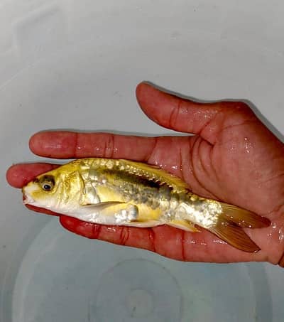 Japanese koi Fish (0315). (0059632)