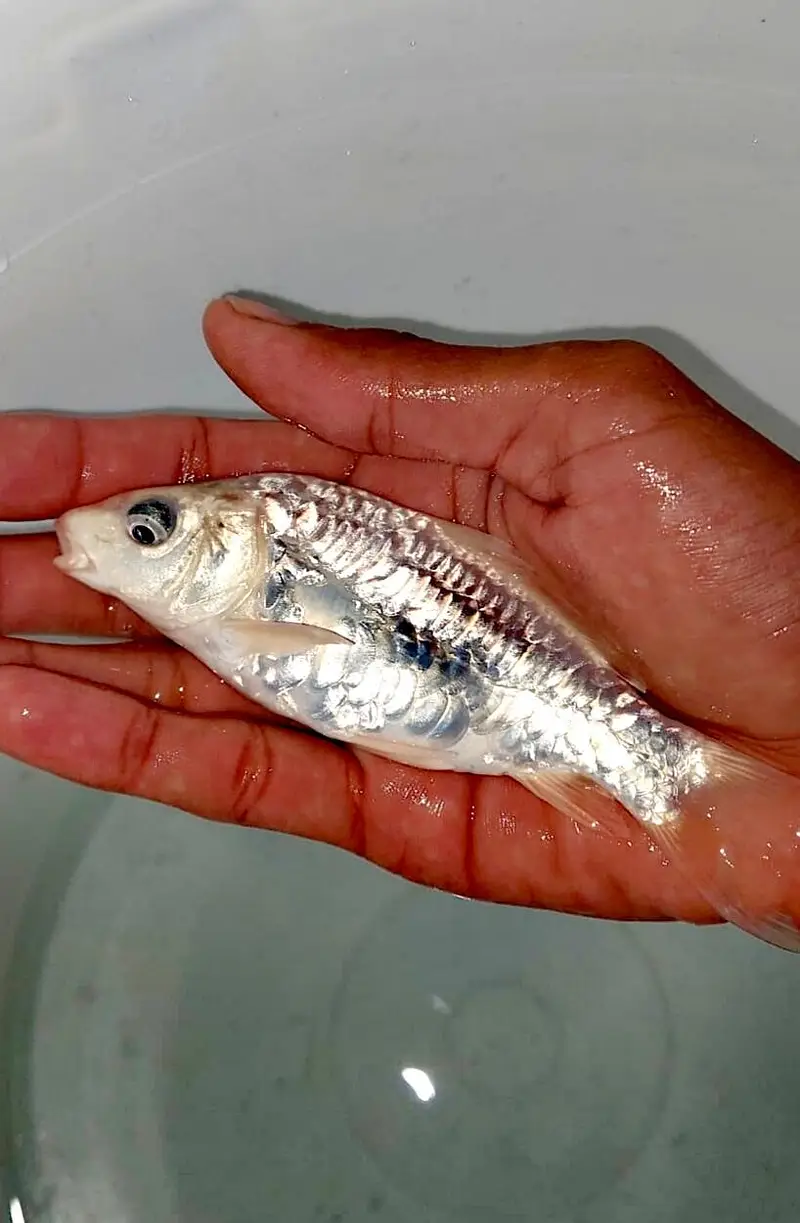 Japanese koi Fish (0315). (0059632) — photo 2