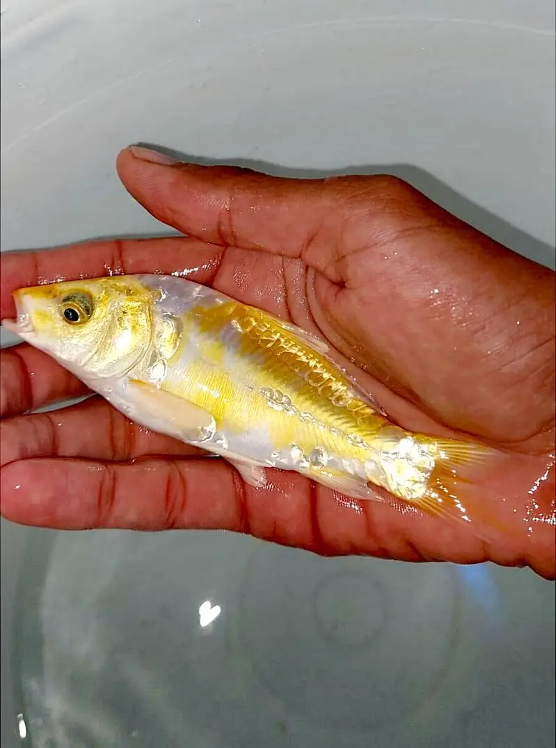 Japanese koi Fish (0315). (0059632) — photo 3
