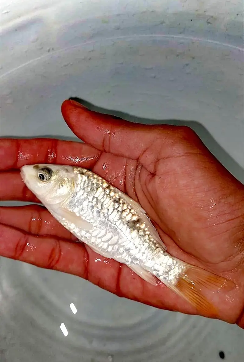 Japanese koi Fish (0315). (0059632) — photo 4